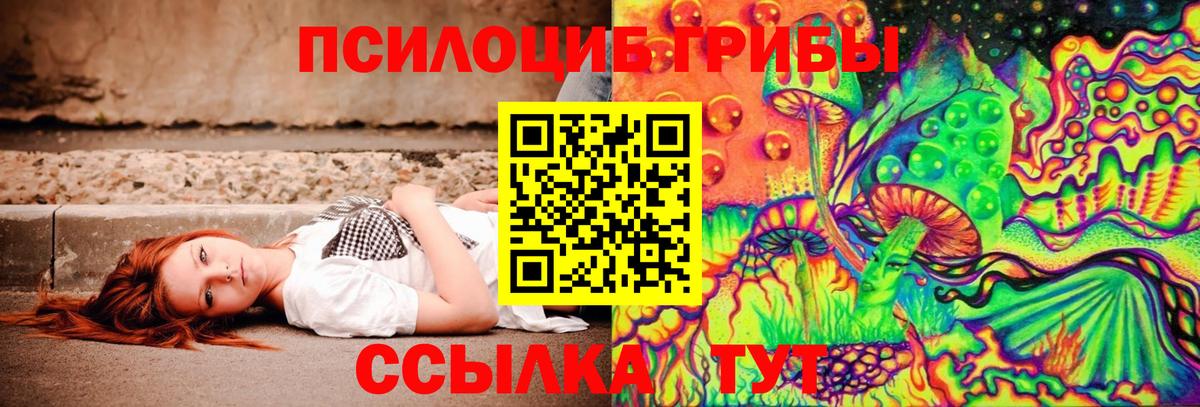 Галлюциногенные грибы Psilocybe Тимашёвск